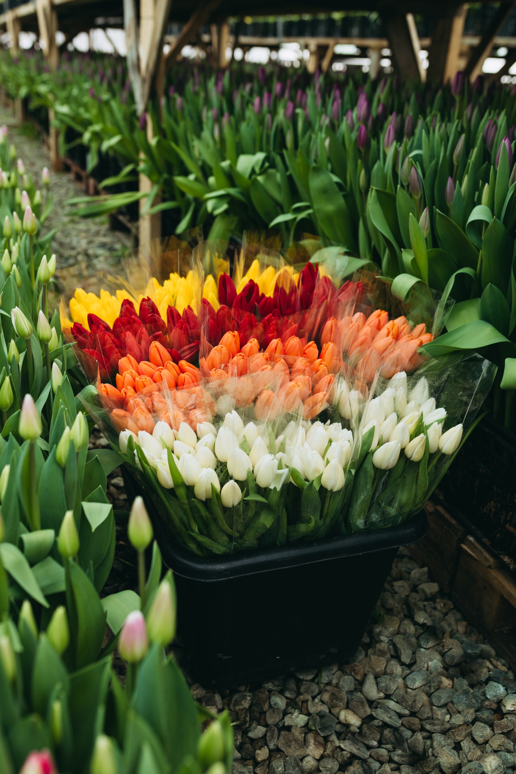 photo-tulips-web-my-tulip-ru (12)