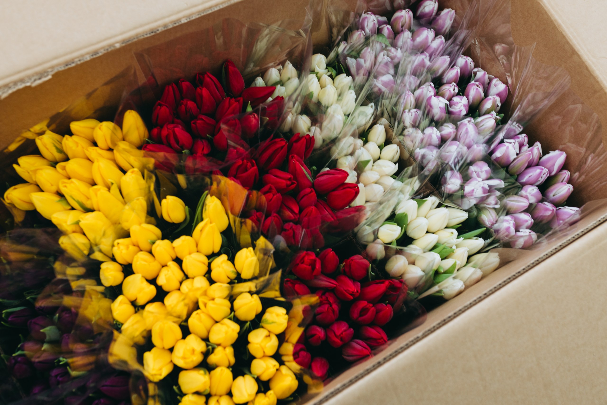 photo-tulips-web-my-tulip-ru (19)